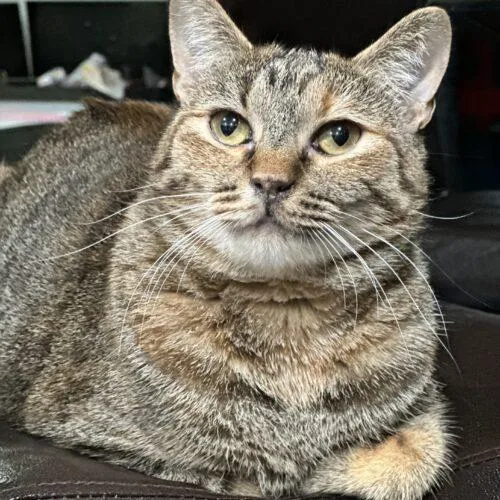 A young medium-sized female Tabby (Tiger Striped) Egyptian Mau cat named Alexis for adoption in Edmond, OK