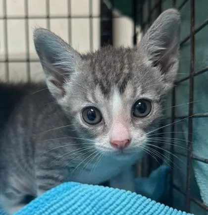 A baby small-sized male Domestic Short Hair cat named Billion for adoption in Honolulu, HI