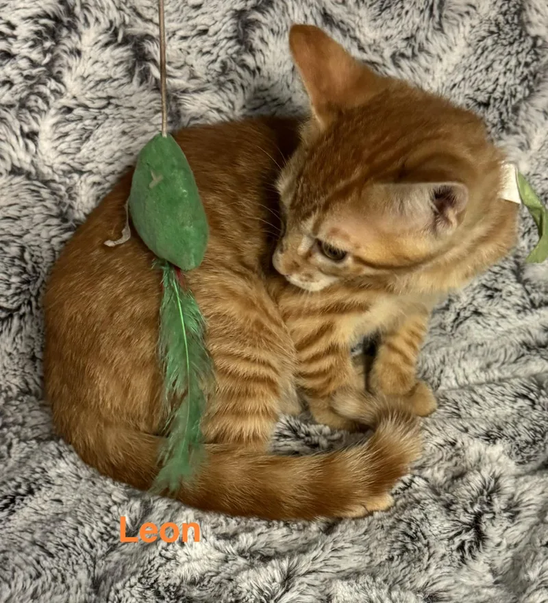 A baby medium-sized male Orange / Red Domestic Short Hair cat named Leon for adoption in Shrewsbury, MA