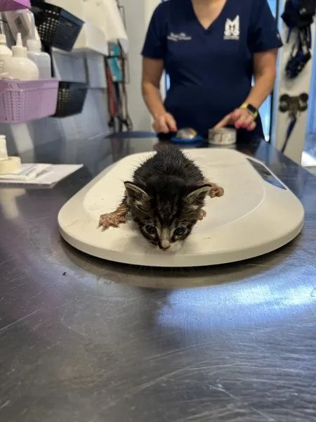 A baby small-sized male Domestic Short Hair cat named Milwaukee for adoption in Mobile, AL
