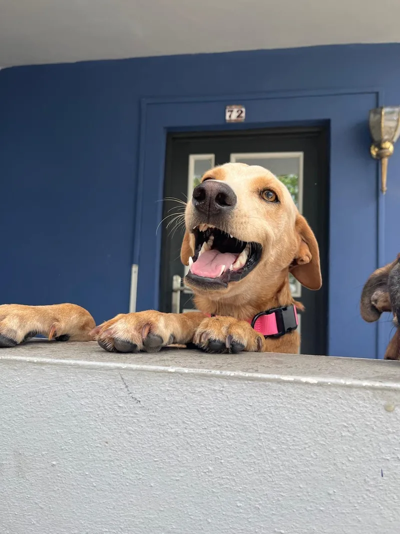 A young medium-sized female Yellow / Tan / Blond / Fawn Labrador Retriever dog named Misty for adoption in New York, NY