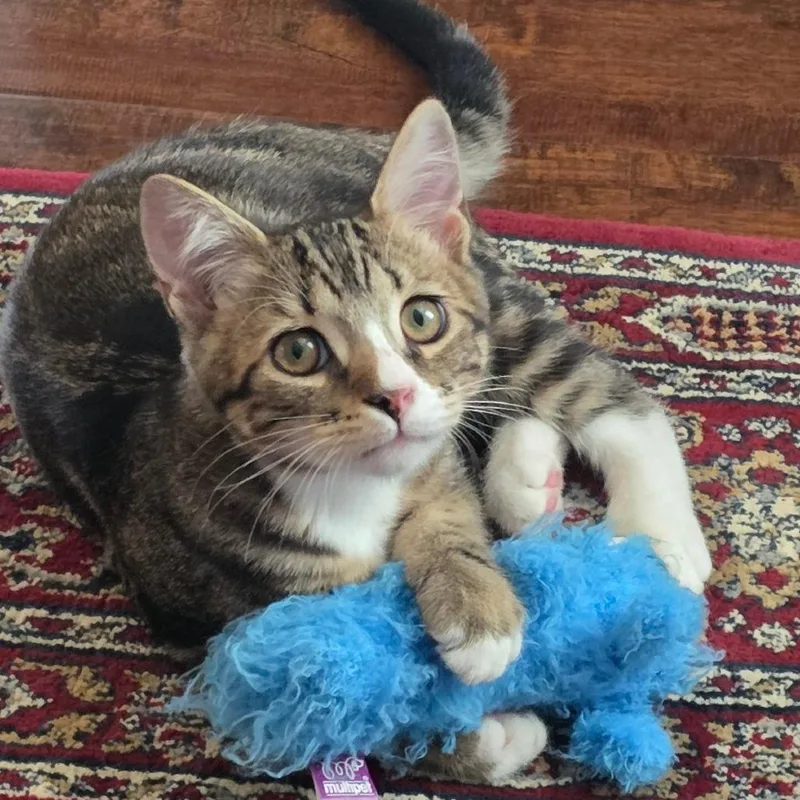 A baby small-sized male Brown / Chocolate Domestic Short Hair cat named Boots for adoption in Los Angeles, CA