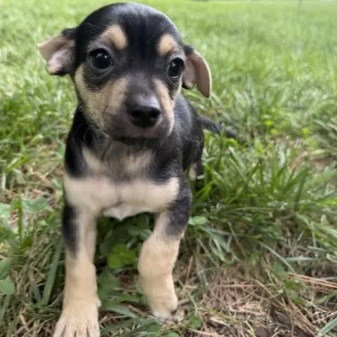 A baby small-sized male Black Chihuahua dog named Murph for adoption in Midlothian, VA
