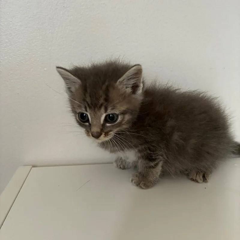 A baby small-sized male Domestic Short Hair cat named Tulip In Manchester for adoption in Alexandria, VA
