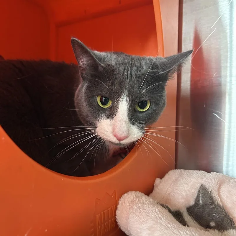 An adult large-sized female Domestic Short Hair cat named Lightning for adoption in Waukesha, WI