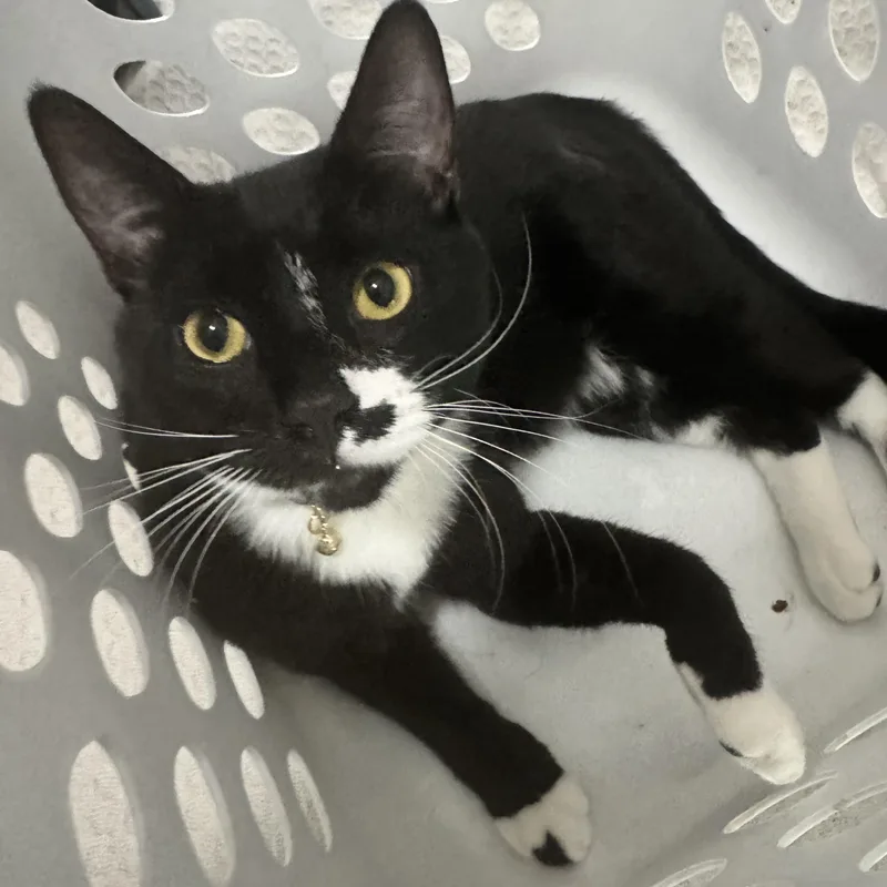 A young medium-sized male Black & White / Tuxedo Domestic Short Hair cat named Spot for adoption in Orange, CA