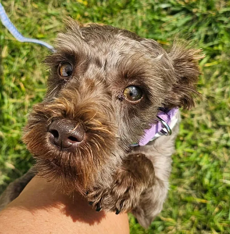 A young small-sized female Shih Tzu dog named Ginger for adoption in Minooka, IL