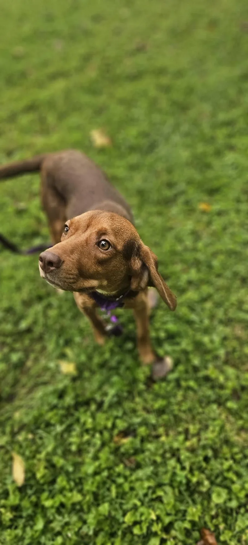A young medium-sized female Mixed Breed dog named Matilda for adoption in Fairmont, WV