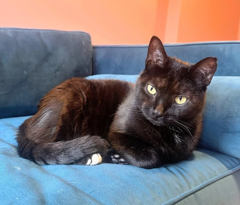 An adult medium-sized male Domestic Short Hair cat named Watson for adoption in Leesburg, VA