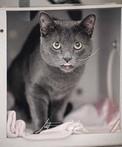 An adult large-sized male Russian Blue cat named Oliver for adoption in Kalispell, MT