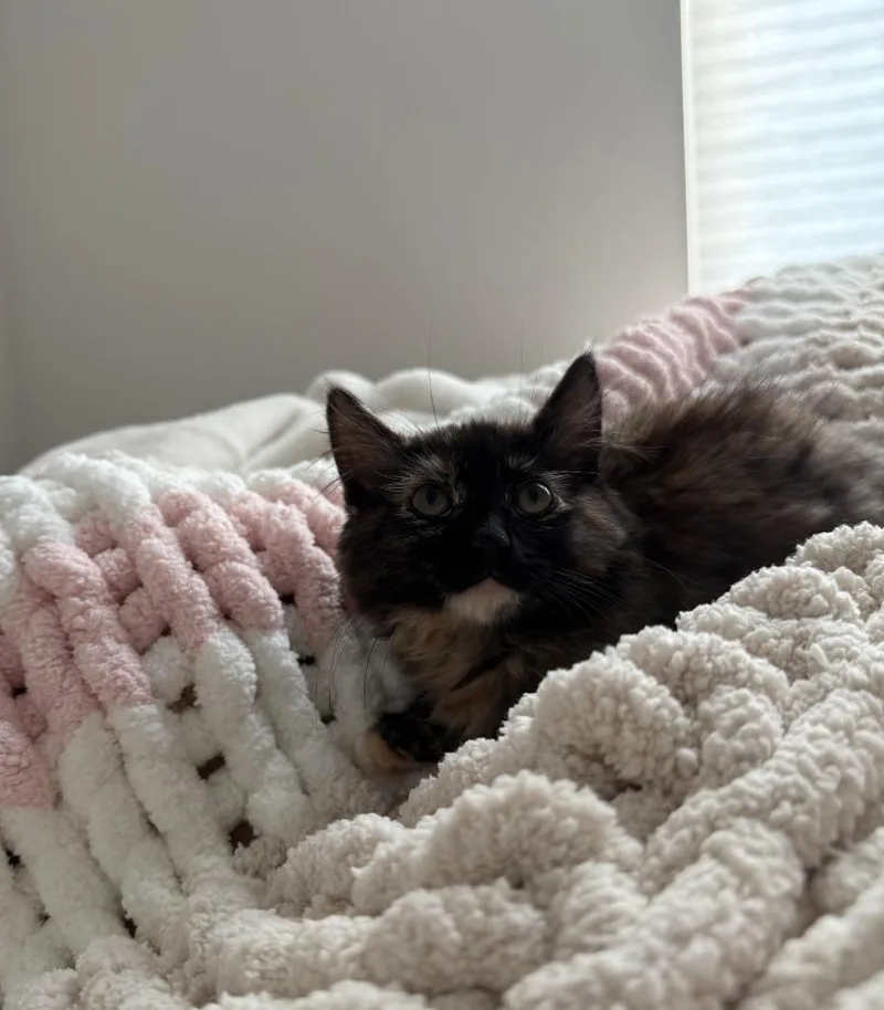 A baby small-sized female Domestic Short Hair cat named Beatrice for adoption in Pitman, NJ