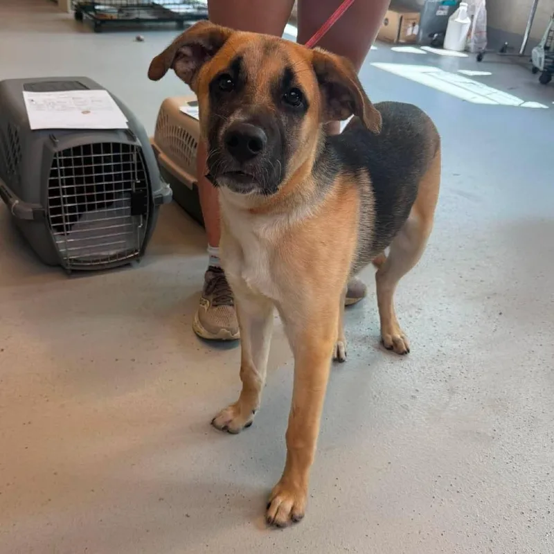 An adult small-sized male Brown / Chocolate Mixed Breed dog named Ice Cube Stray Hold for adoption in Huntington, WV