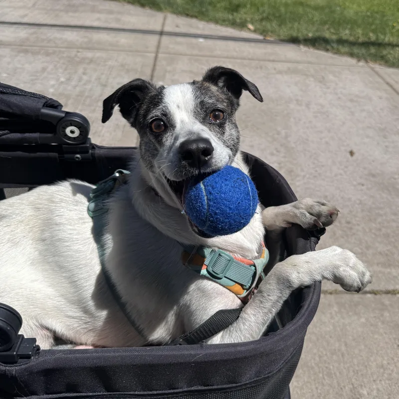 An adult medium-sized female White / Cream Jack Russell Terrier dog named Jasmine for adoption in Lake Oswego, OR