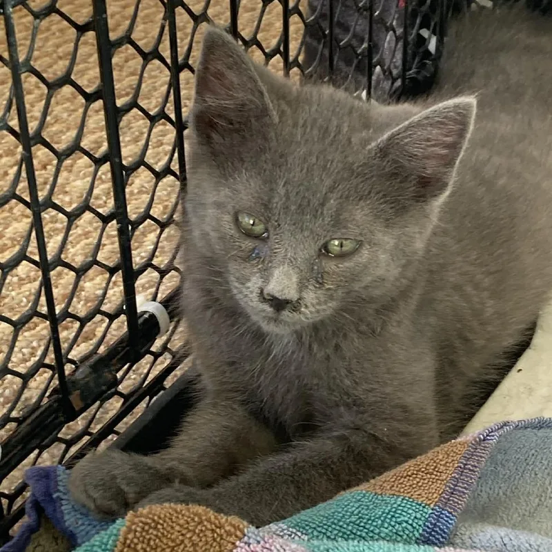 A baby small-sized female Gray / Blue / Silver Domestic Medium Hair cat named Rajesh for adoption in Rochester, MN