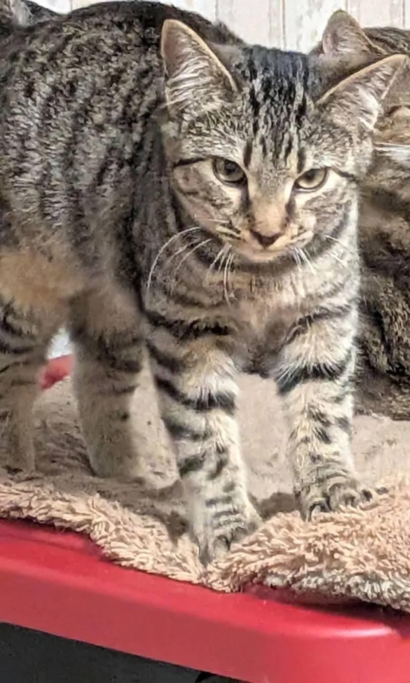 Purrvana thumbnail 2