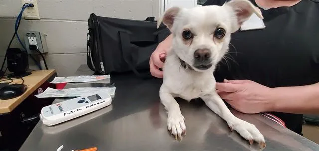 Coco