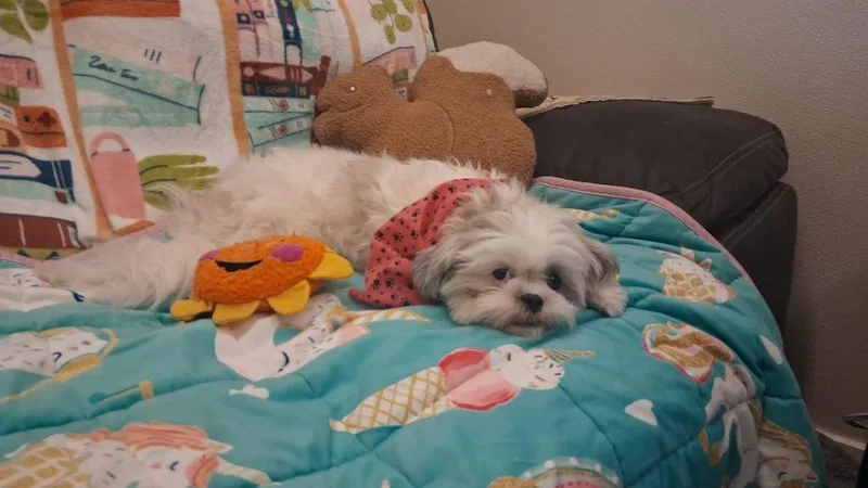 A baby small-sized female Shih Tzu dog named Layla for adoption in Neosho, MO