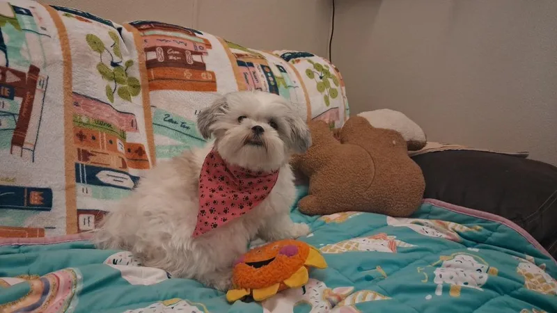Layla thumbnail 4