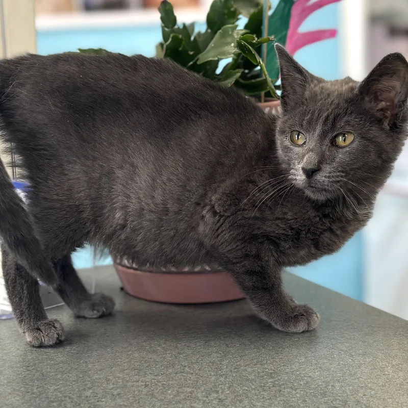 A young medium-sized male Gray / Blue / Silver Domestic Short Hair cat named Toby for adoption in Bardstown, KY