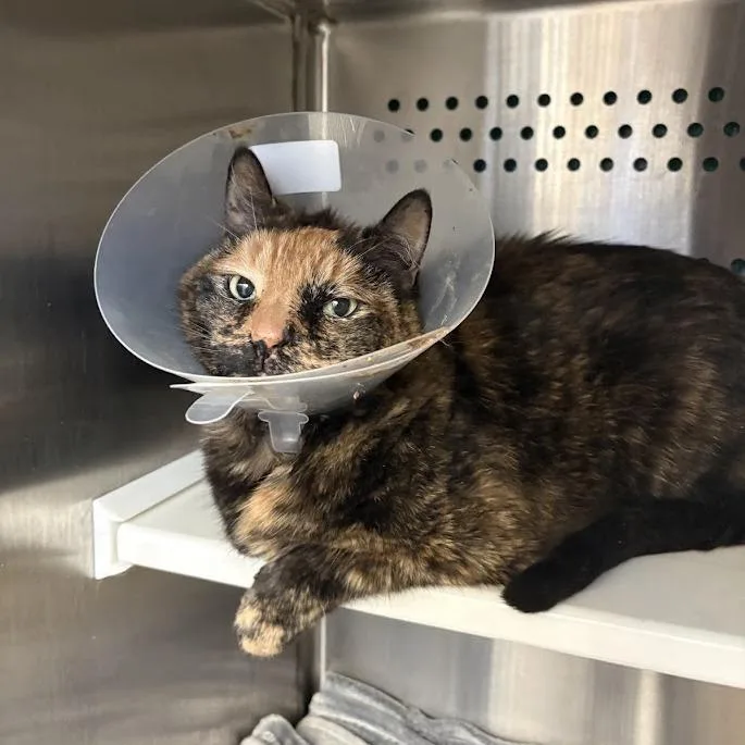 A senior medium-sized female Tortoiseshell Domestic Short Hair cat named Moe for adoption in Pittsburgh, PA
