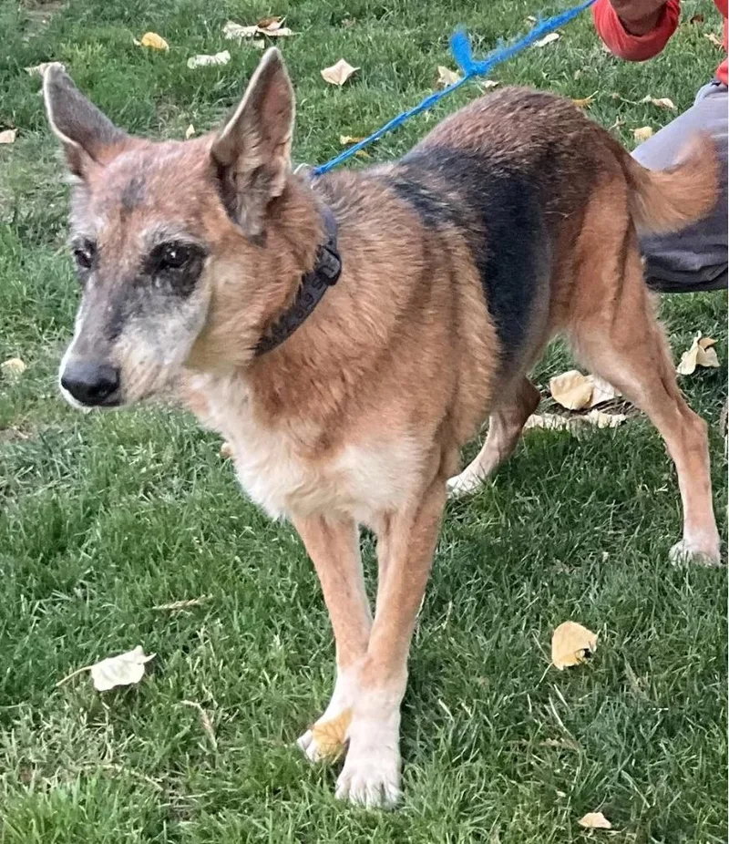 A senior medium-sized female Golden German Shepherd Dog dog named Chi Chi for adoption in Davis, CA