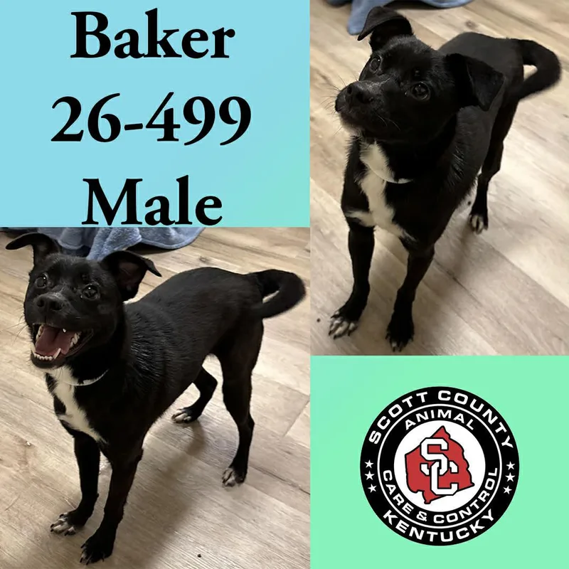 An adult medium-sized male Terrier dog named Baker for adoption in Georgetown, KY