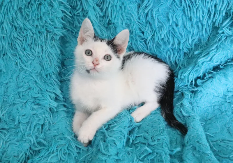 A baby medium-sized male Black & White / Tuxedo Turkish Van cat named Cayden for adoption in Saint Augustine, FL