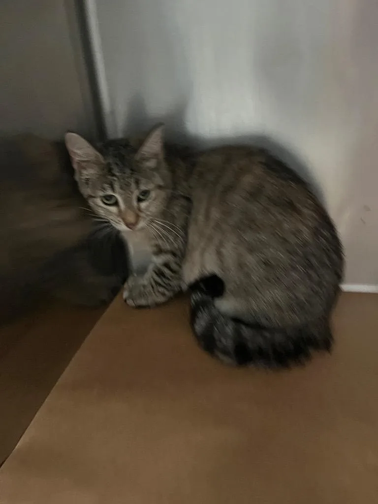 A young large-sized female Domestic Short Hair cat named Kyrie for adoption in Cartersville , GA