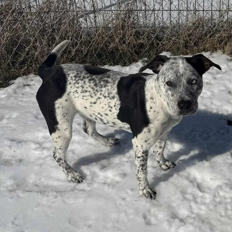 Ozzy Pawsbourne Princess Of