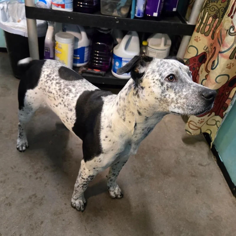 Ozzy Pawsbourne Princess Of thumbnail 2