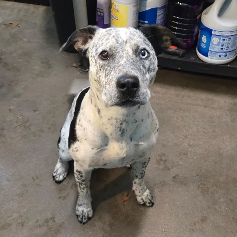 Ozzy Pawsbourne Princess Of thumbnail 3