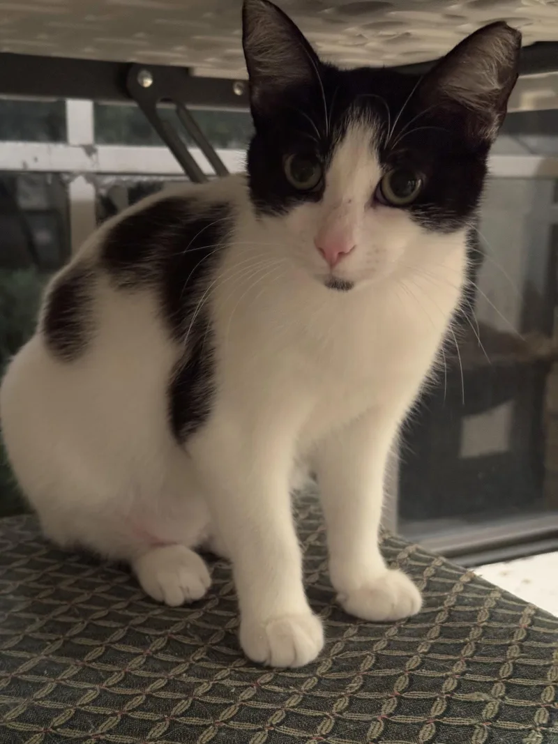 A young medium-sized female Black & White / Tuxedo Domestic Short Hair cat named Tiffany for adoption in Hammond, LA