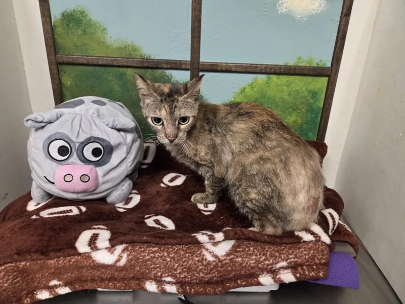 A young small-sized female Domestic Short Hair cat named Sandy for adoption in Houston, TX