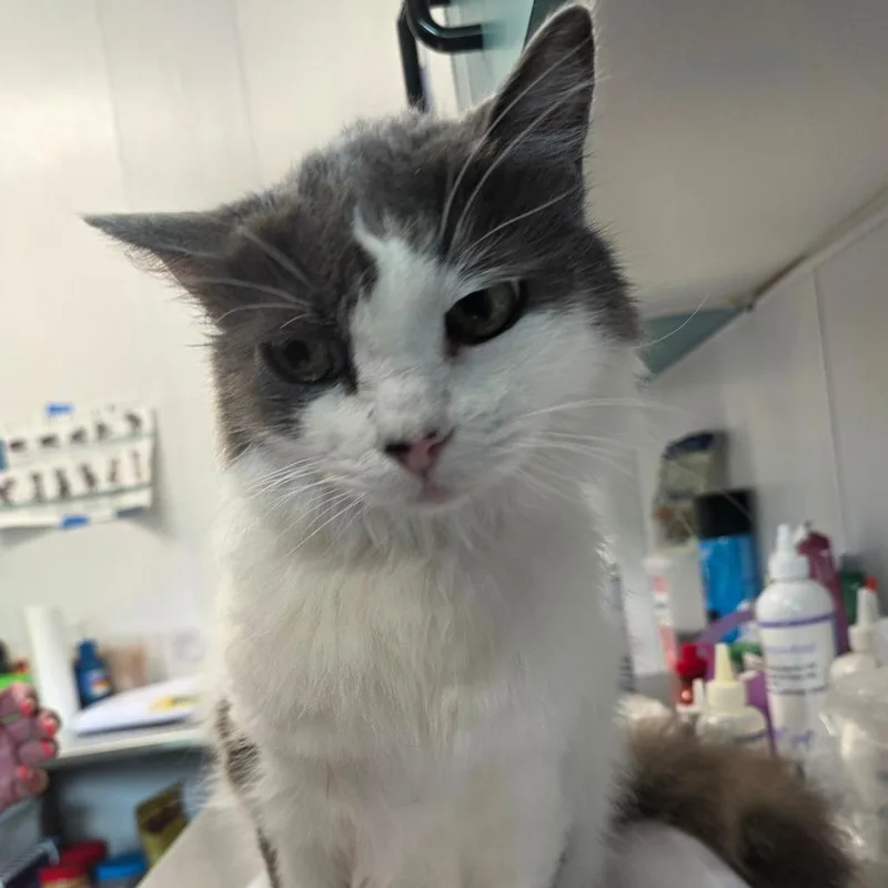 A senior medium-sized male Gray / Blue / Silver Domestic Medium Hair cat named Baby for adoption in Clearwater, FL