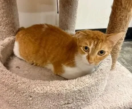 A young small-sized male Tabby cat named Boots for adoption in Capshaw, AL