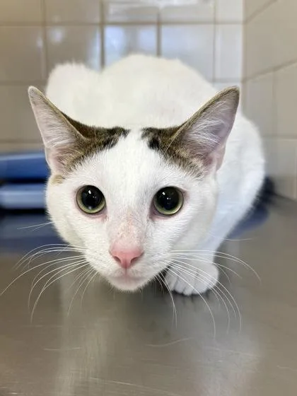 An adult large-sized male Domestic Short Hair cat named Naveen for adoption in San Antonio, TX
