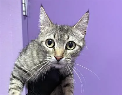A young medium-sized female Gray / Blue / Silver Domestic Short Hair cat named 60946586 for adoption in El Paso, TX