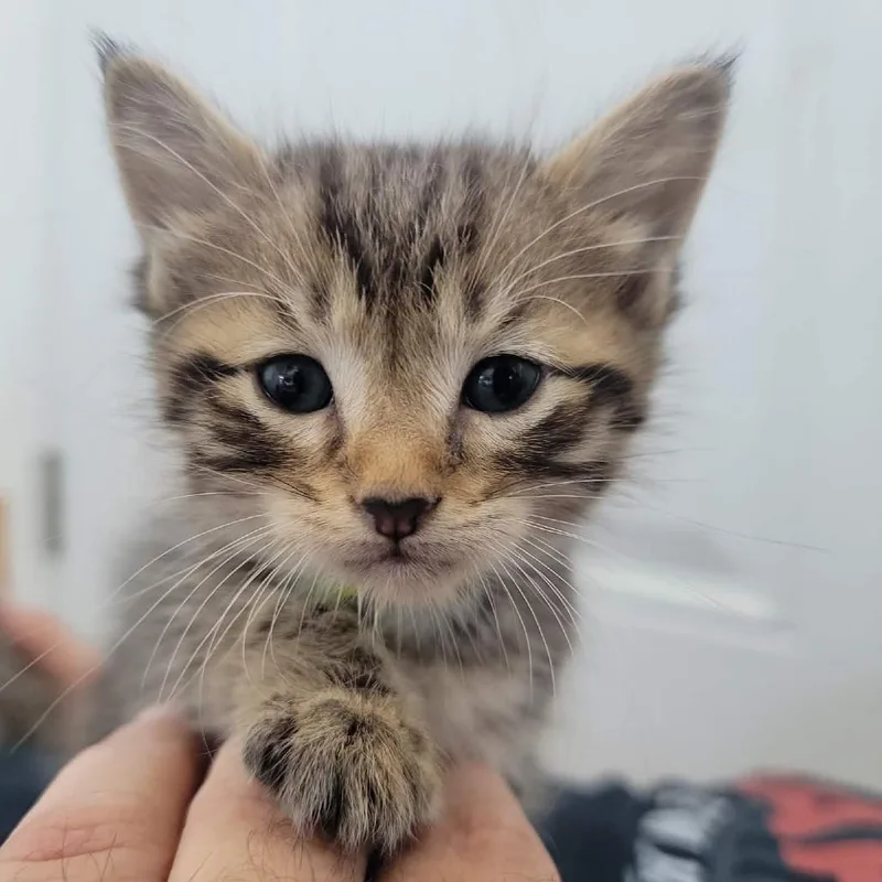 A baby small-sized male Gray / Blue / Silver Domestic Short Hair cat named Mai Tai in Street for adoption in Alexandria, VA