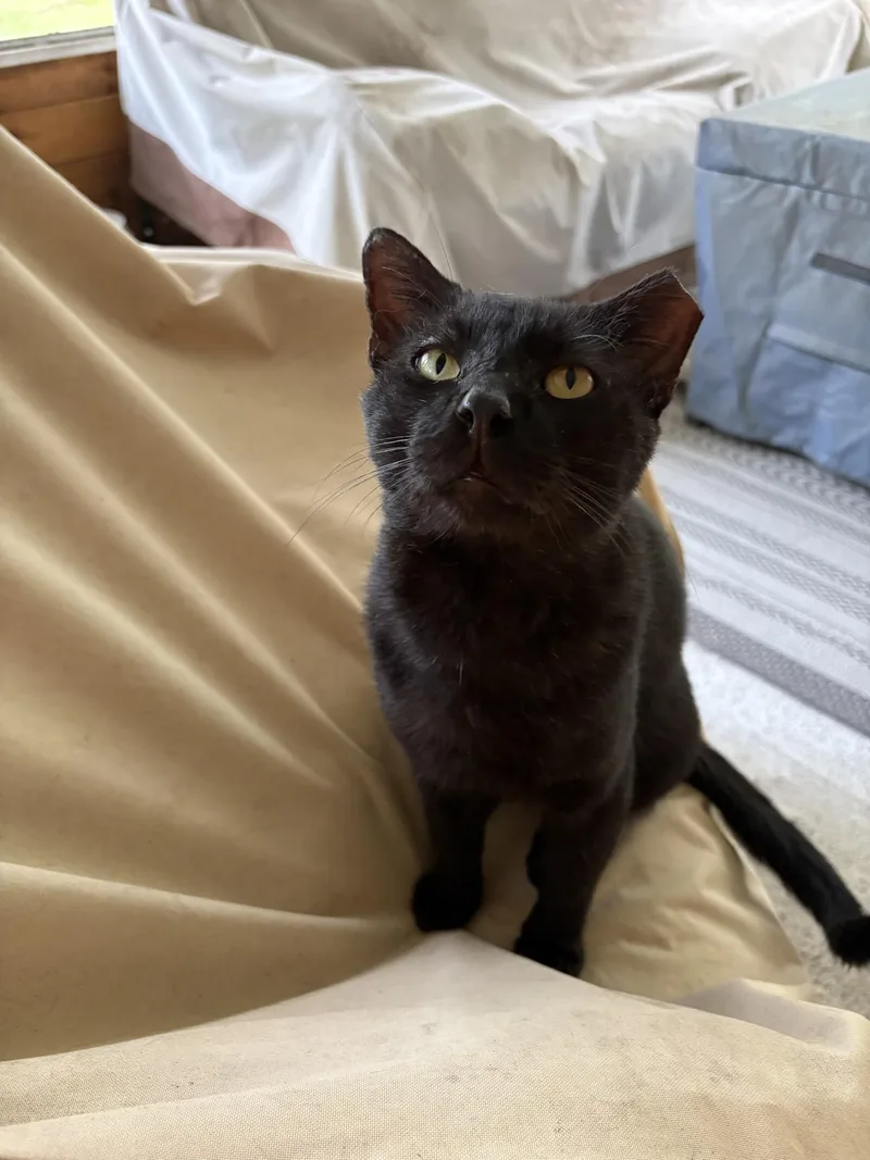 An adult medium-sized male Black Domestic Short Hair cat named Boo for adoption in largo, FL