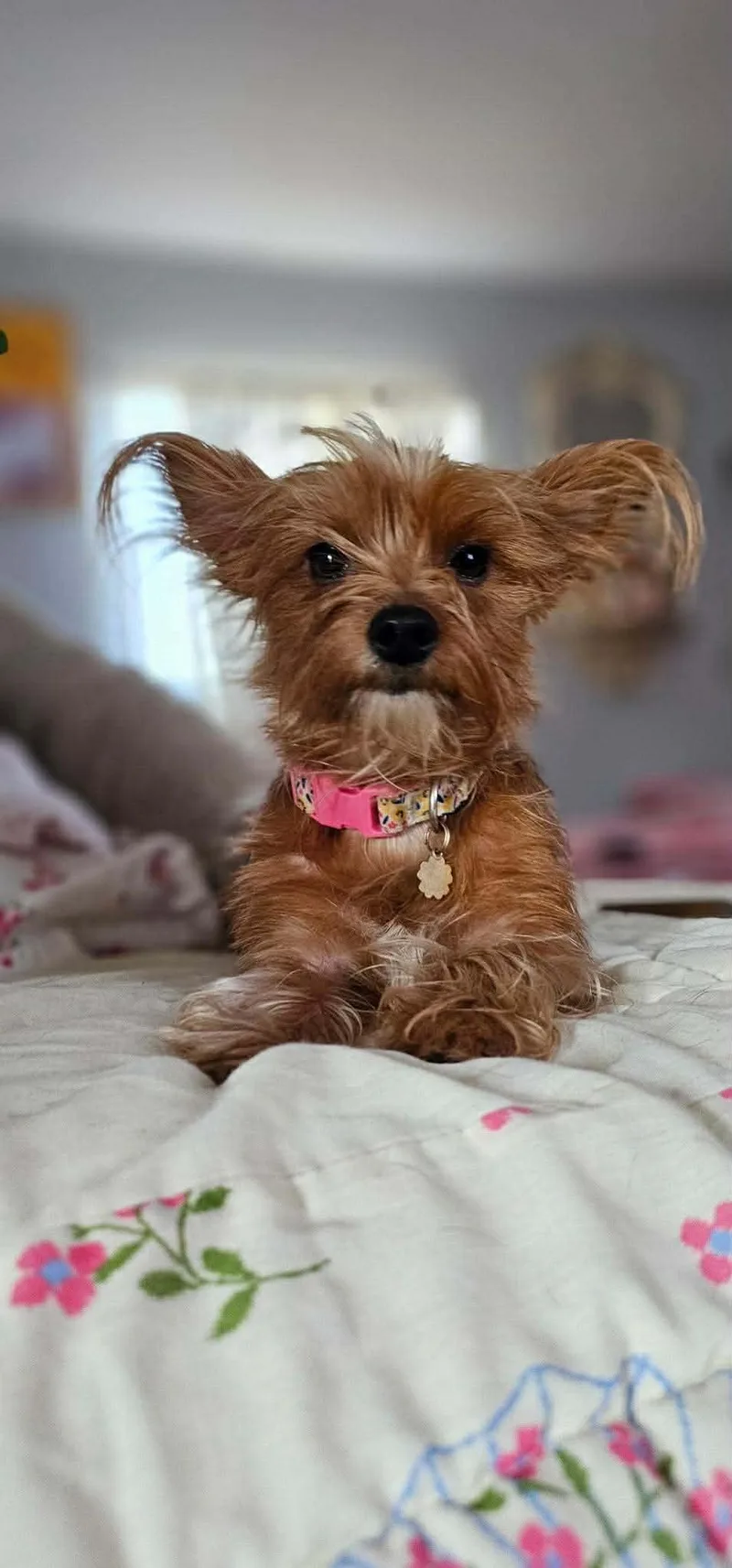 An adult small-sized female Yorkshire Terrier dog named Gigi for adoption in Stoughton, MA