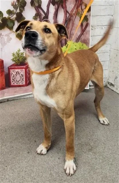 An adult large-sized male Labrador Retriever dog named Lawrence for adoption in San Bernardino, CA