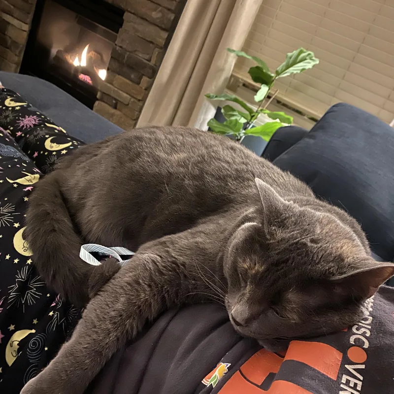 A senior large-sized female Gray / Blue / Silver Domestic Short Hair cat named Scarlet for adoption in Simpsonville, SC