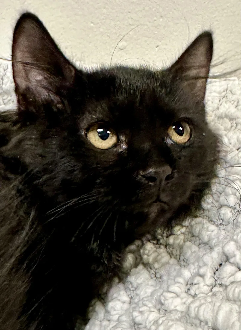 A baby medium-sized female Black Maine Coon cat named June for adoption in Phoenix, AZ