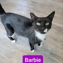 An adult medium-sized female Domestic Short Hair cat named Barbie for adoption in Reeseville, WI