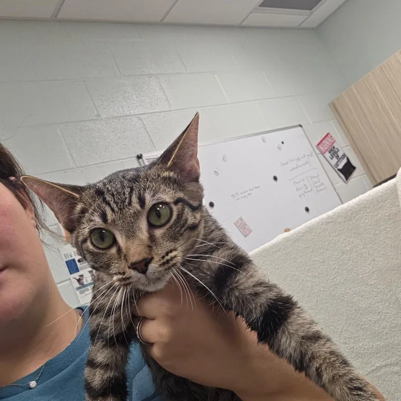 A baby medium-sized male Brown / Chocolate Domestic Short Hair cat named Dipsy for adoption in Chattanooga, TN