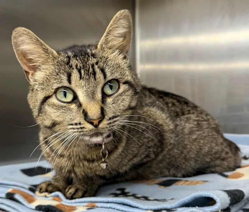 A young small-sized female Tabby (Gray / Blue / Silver) Domestic Short Hair cat named Mulan for adoption in Edison, NJ