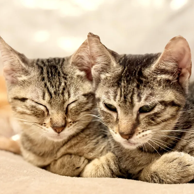 Bethany & Beaux thumbnail 6