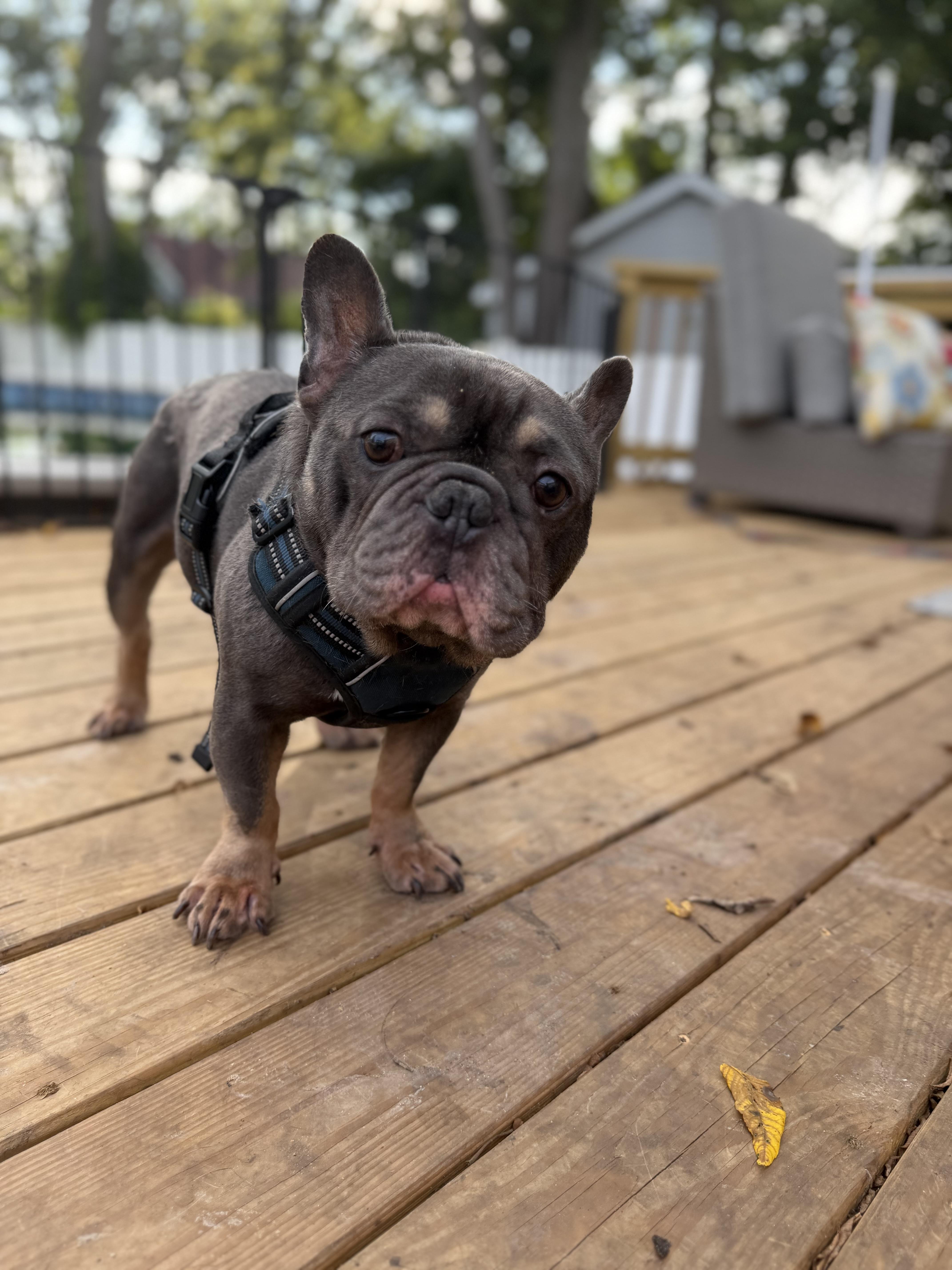 Louie