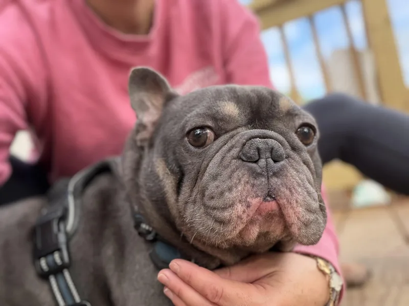 Louie thumbnail 2