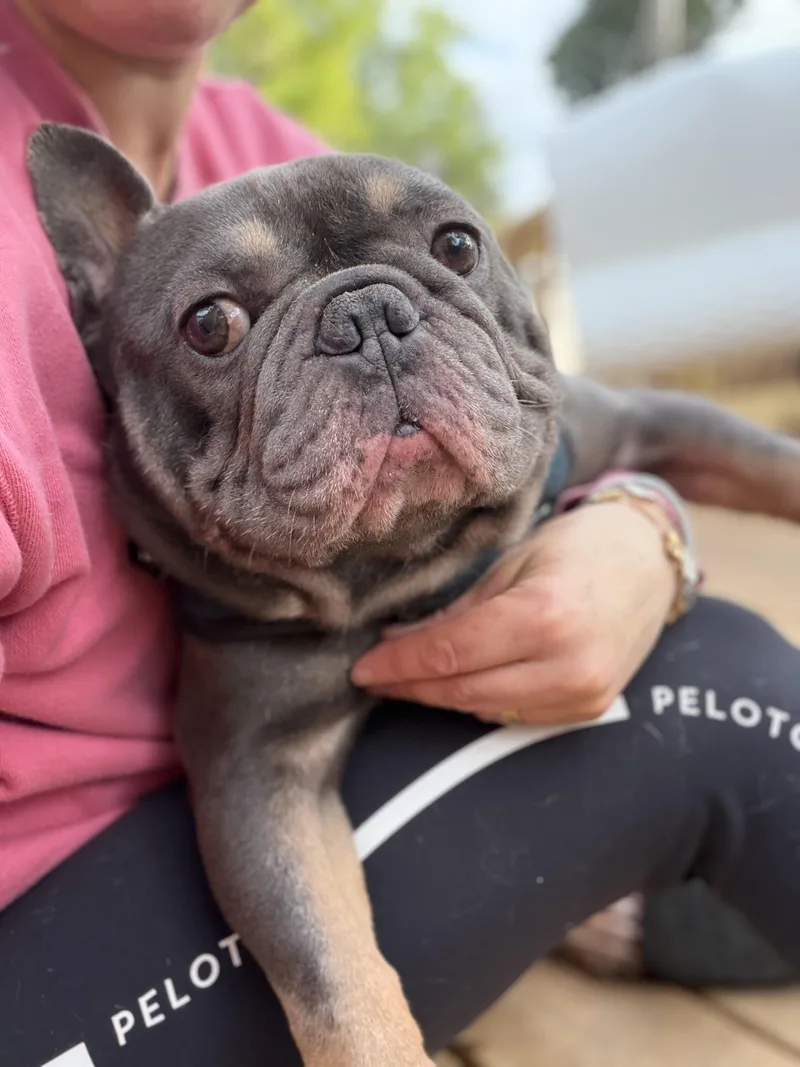 Louie thumbnail 3